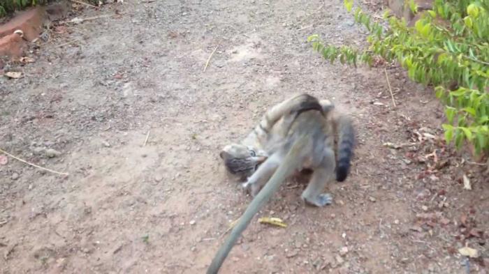 Baby monkey playing with kitten