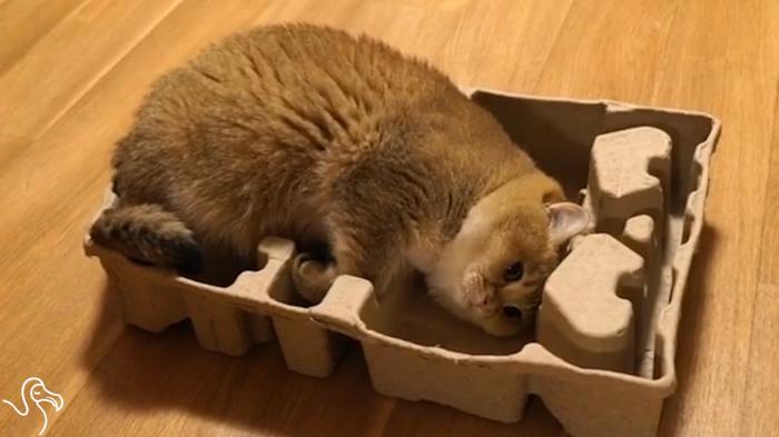 Cat Decides He WILL Fit Into This Box No Matter What