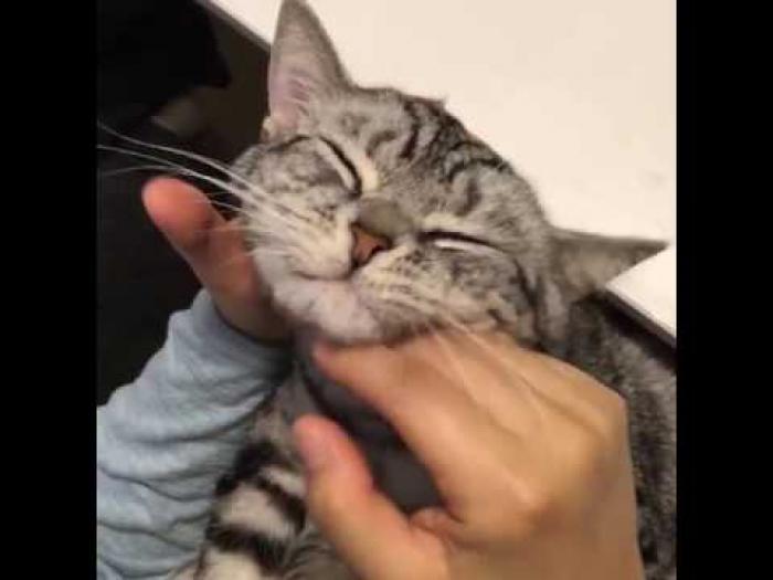 Cat enjoys neck massage and scratching