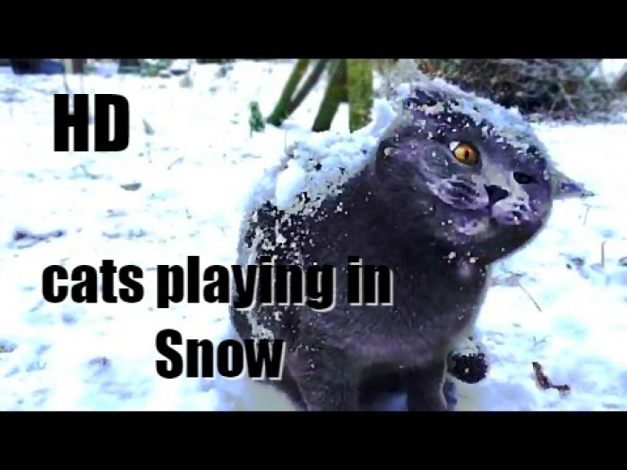 Cats playing in Snow
