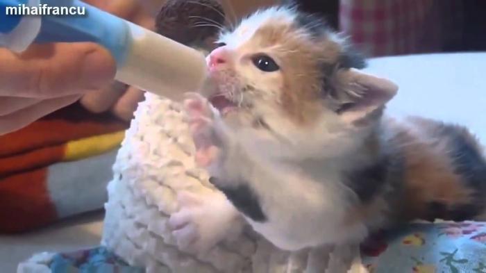 Kitten Is Drinking Milk - Funny Cat Videos for