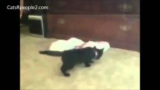Small kitten is exploring new unknown territory. Watch the video to see, what it discovers.