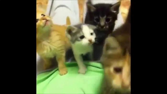 Lot Of Crazy Kittens