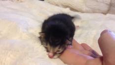 Newborn rescue kitten