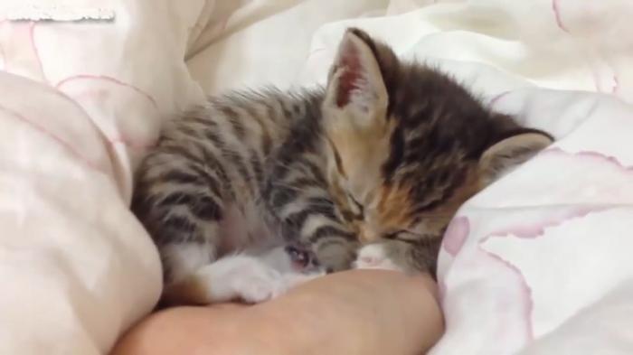 Sleeping Kitten And Its Friendss for March 2015
