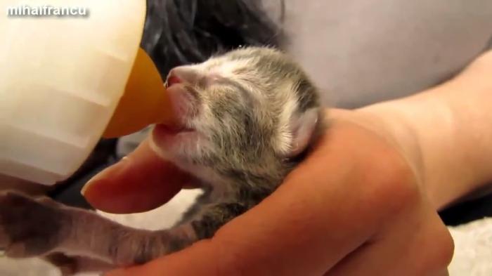 Small Kitten Enjoys Milk