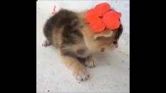 Kittens are cute. But when they have flower in their hair - their are super cute. <3